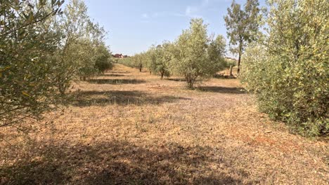 estas imágenes encantadoras capturan el vibrante encanto de un jardín de olivos marroquí en pleno verano