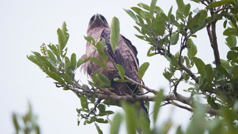 Steppe-eagle-bird-of-prey-perched-in-leaves-on-tree-branch-at-lookout