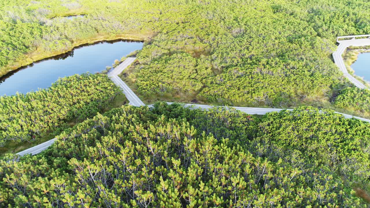 Aerial bird's-eye view of Lovrenska Lakes with dense forest and wooden pathway surrounding lakes