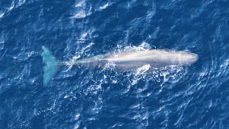 grey sperm whale floats at surface of azure blue ocean, aerial overhead