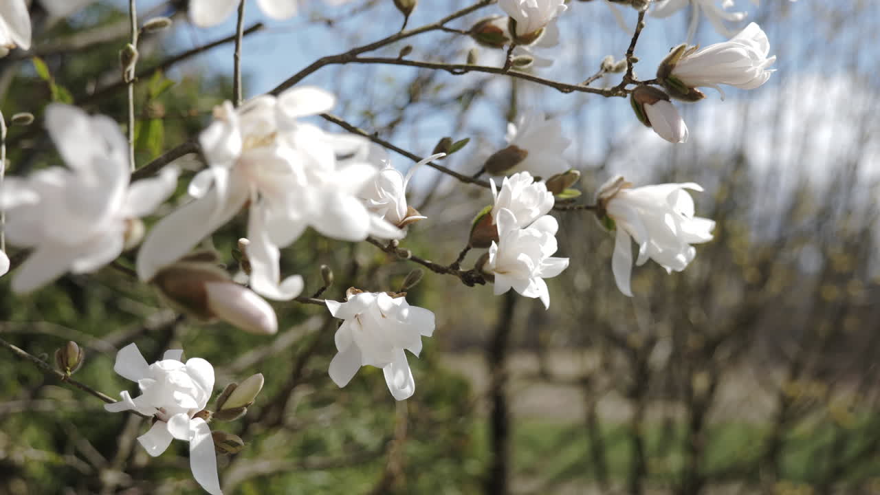 Beautiful Magnolia Blossoms in Spring