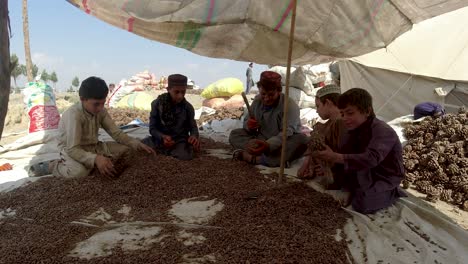 traditional techniques for cleaning chilgoza pine nuts