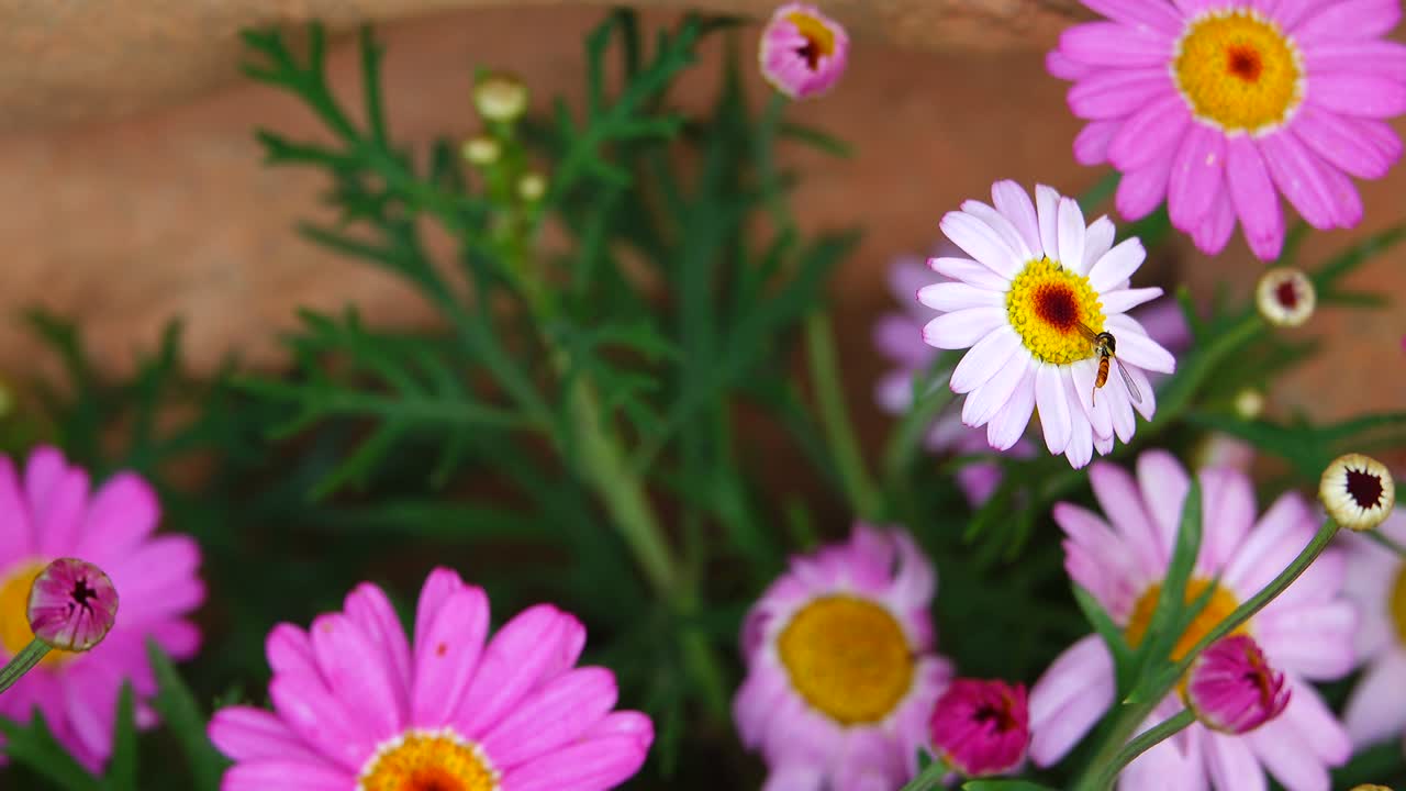 las flores de colores pastel