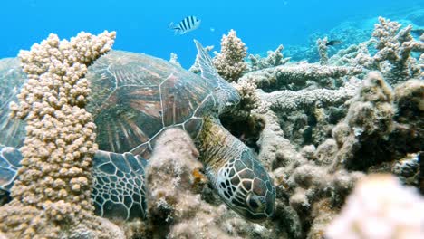 Una-Hermosa-Tortuga-Marina-Verde-Alimentándose-En-Un-Océano-Cristalino,-Bajo-El-Agua,-Primer-Plano