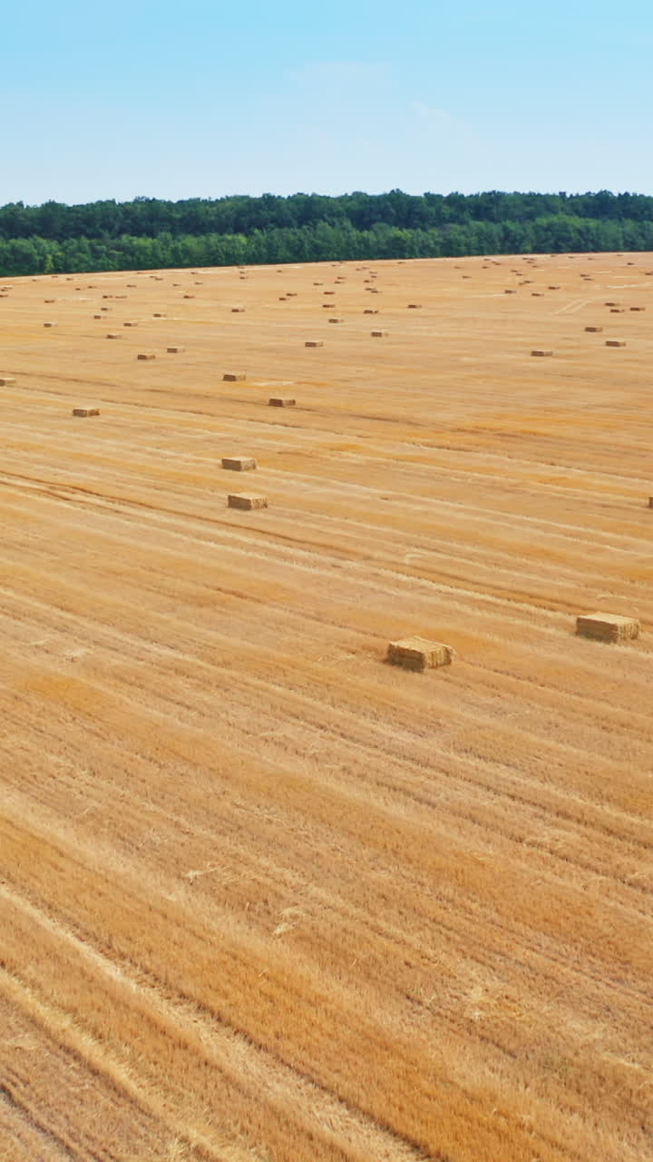 Stripy mowed wheat field with packs of hay left on it. Drone flying over the huge farmland. Green trees and blue skies backdrop. Vertical video