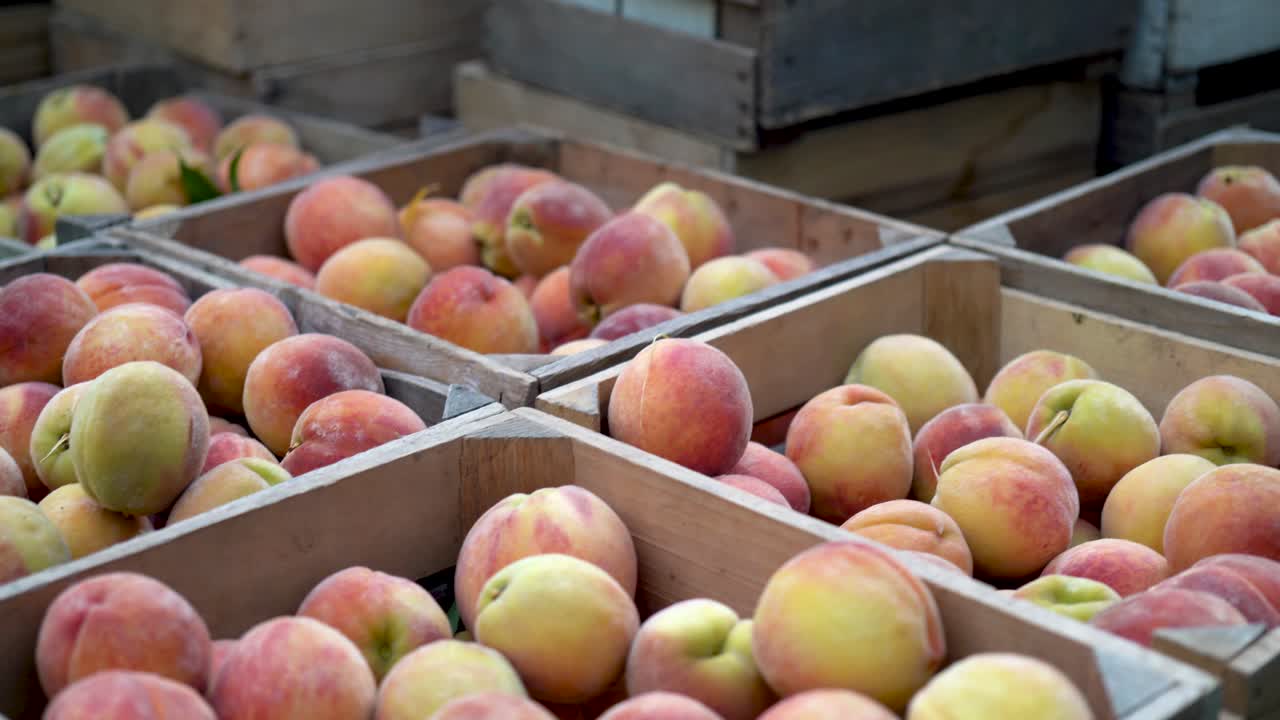 과수원의 트랙터 뒤에 있는 마차를 타고 갓 딴 복숭아 상자 사이를 이동합니다.