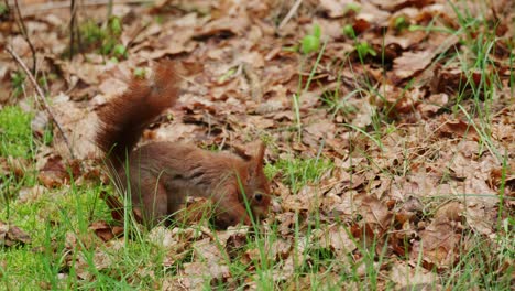 cute red squirrel foraging between fallen leaves on forest floor