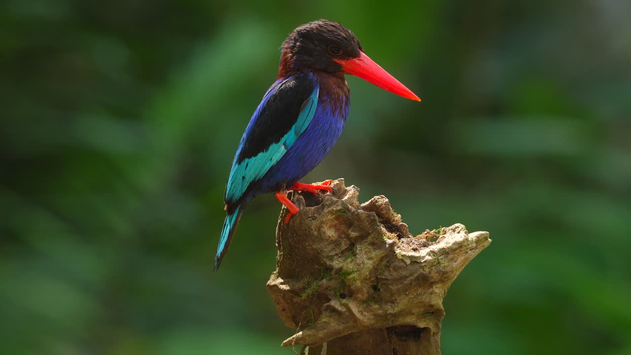 un hermoso pájaro azul con un pico rojo llamado pescador javan está disfrutando de la atmósfera diurna