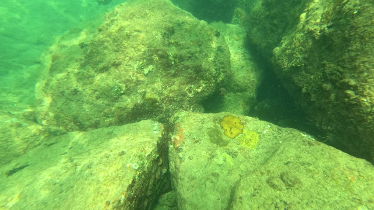 подводный вид покрытых барнаклами скал и рыб-хирургов в чистых тропических водах на пляже лаем сингх, пхукет