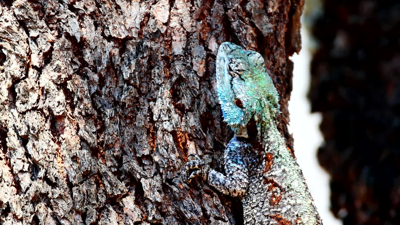 Blue-Headed Tree Agama camouflaging on rough bark, hunting insects