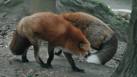 dos zorros rojos corriendo y jugando entre ellos en zao fox village en shiroishi, miyagi, japón
