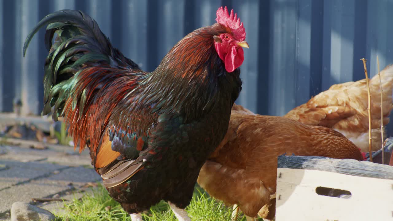 live poultry rooster and hens chickens birds pecking feeder under the sunlight