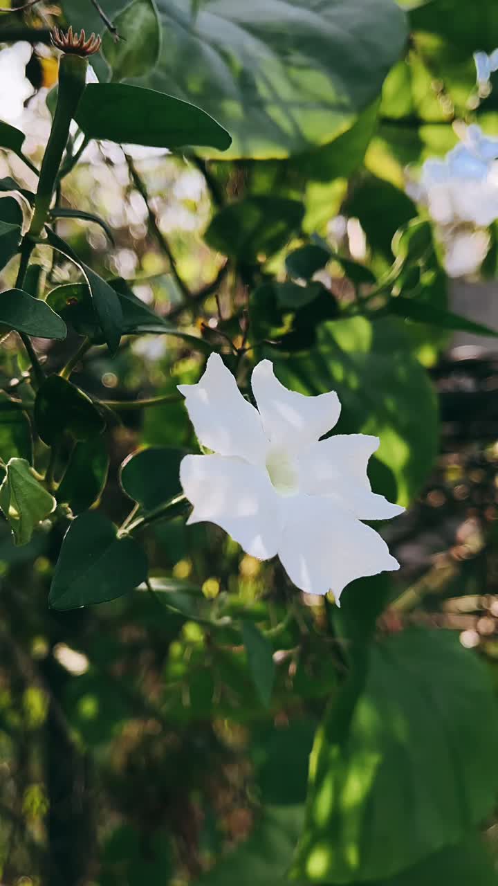 Closeup of a Beautiful White Flower