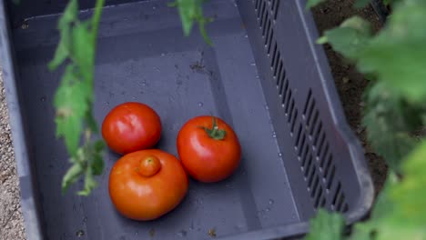 harvesting tomatoes in rural garden, farm-to-table and local food concept
