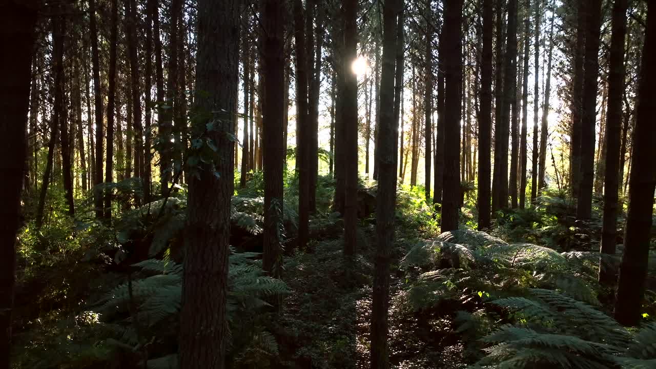 drone flying in New Zealand Pine forest - mature trees - steadily moving