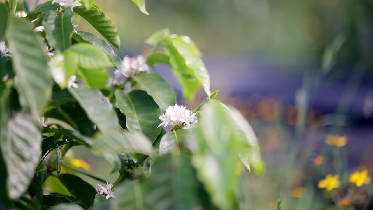 Close up view of White wild flowers in a garden.