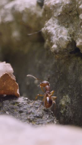 Vertical-Video-Close-Up-Of-Ant-Crawling-Over-Ground-1