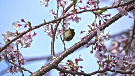 A-Small-Bird-And-Pink-Flowers---Selective-Focus-Shot