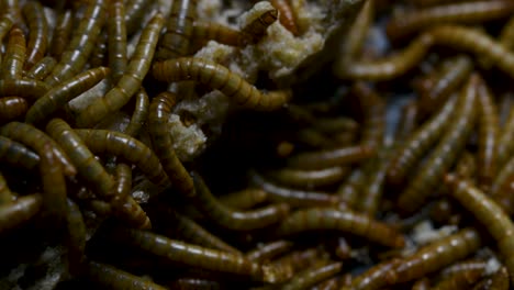 The-Mealworm-is-a-species-of-Darkling-Beetle-used-to-feed-pets-like-fish,-snakes,-birds,-and-frogs