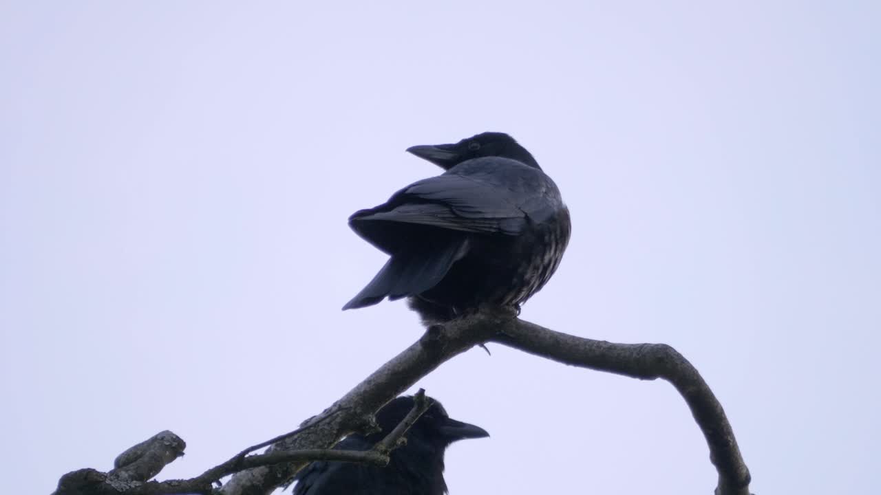 pájaros de plumas negras posados en una rama de árbol con fondo de cielo gris