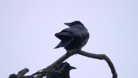 black feathered birds perched on a tree branch with grey sky backdrop