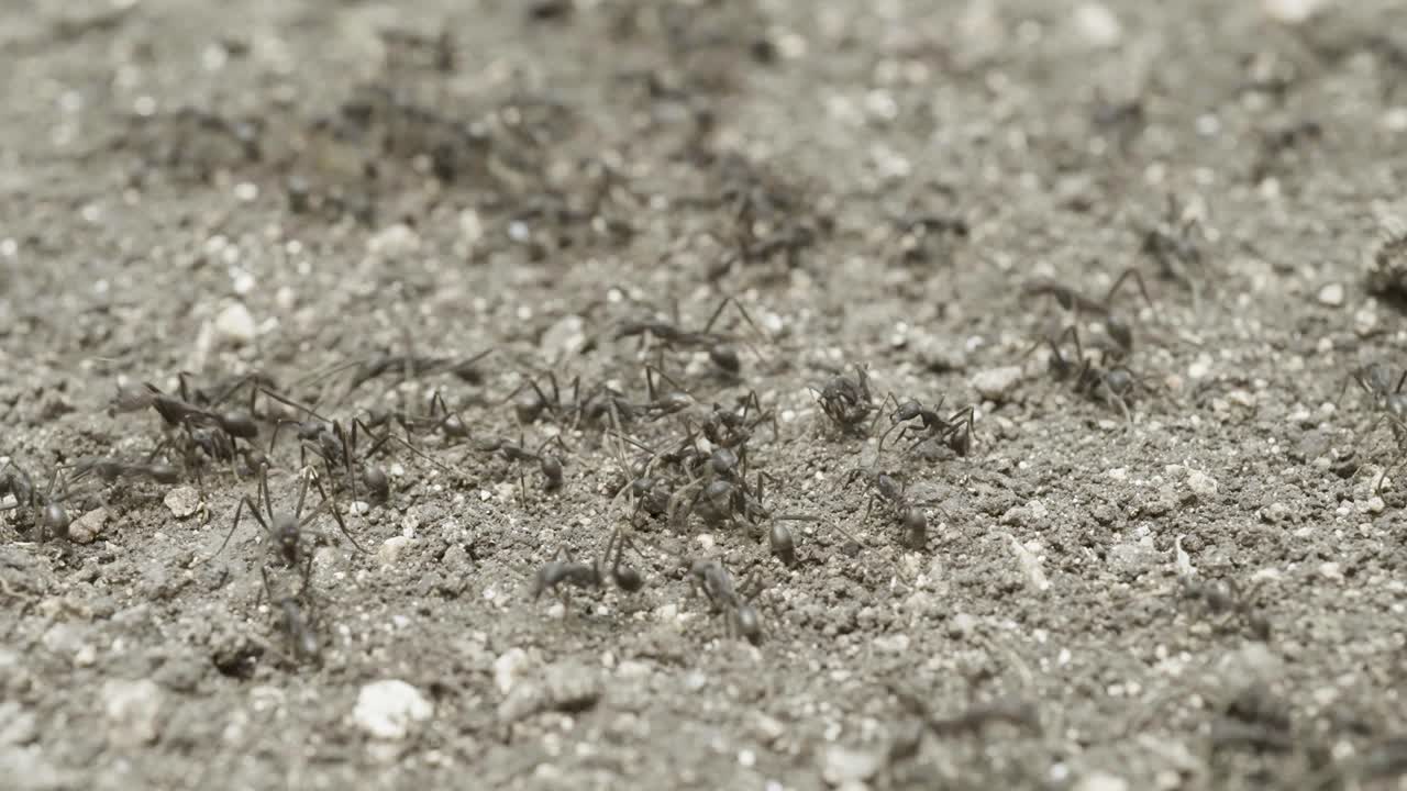 땅 위에 있는 개미