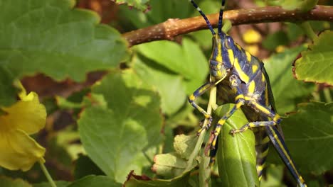 aularches miliaris es una especie monotípica de saltamontes del género aularches. el insecto ha sido llamado por una variedad de nombres que incluyen langosta del café, saltamontes fantasma, saltamontes manchados del norte.