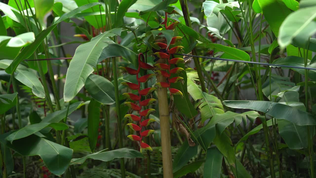 False Bird of Paradise Plant