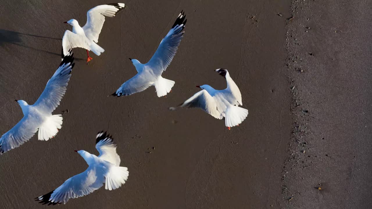 Aerial view of seagulls flying over a sandy beach and ocean waves, captured in natural light