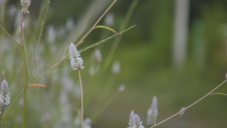 beautiful flower in long grass is captured in macro b-roll, with a shallow depth of field, highlighting its intricate details and delicate beauty