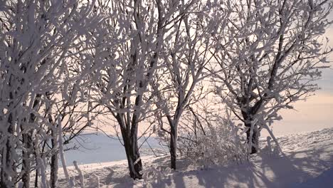 Snow-melting-and-falling-off-small-tree-in-slow-motion-in-winter-landscape