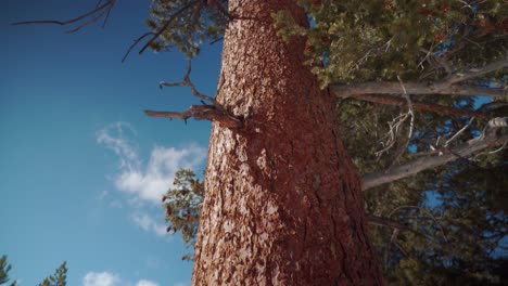 Image-of-majestic-spruce-trees