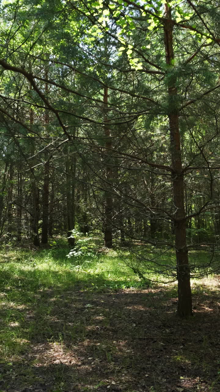 luz del sol del bosque