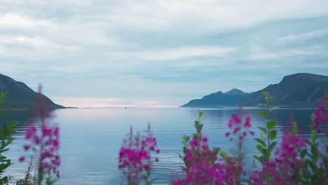 Pink-Wildflowers-In-The-Meadow-Overlooking-The-Fjord-In-Sifjord,-Norway