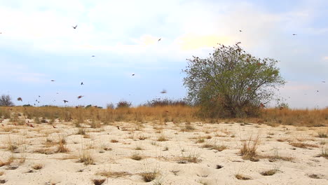 the southern carmine bee-eater colony during the summer month of october along the zambezi river near kalizo