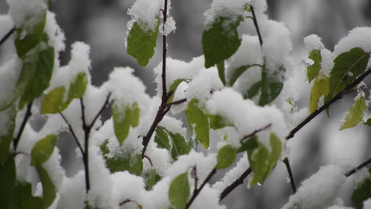 Nevica sulla foresta durante le festività.
