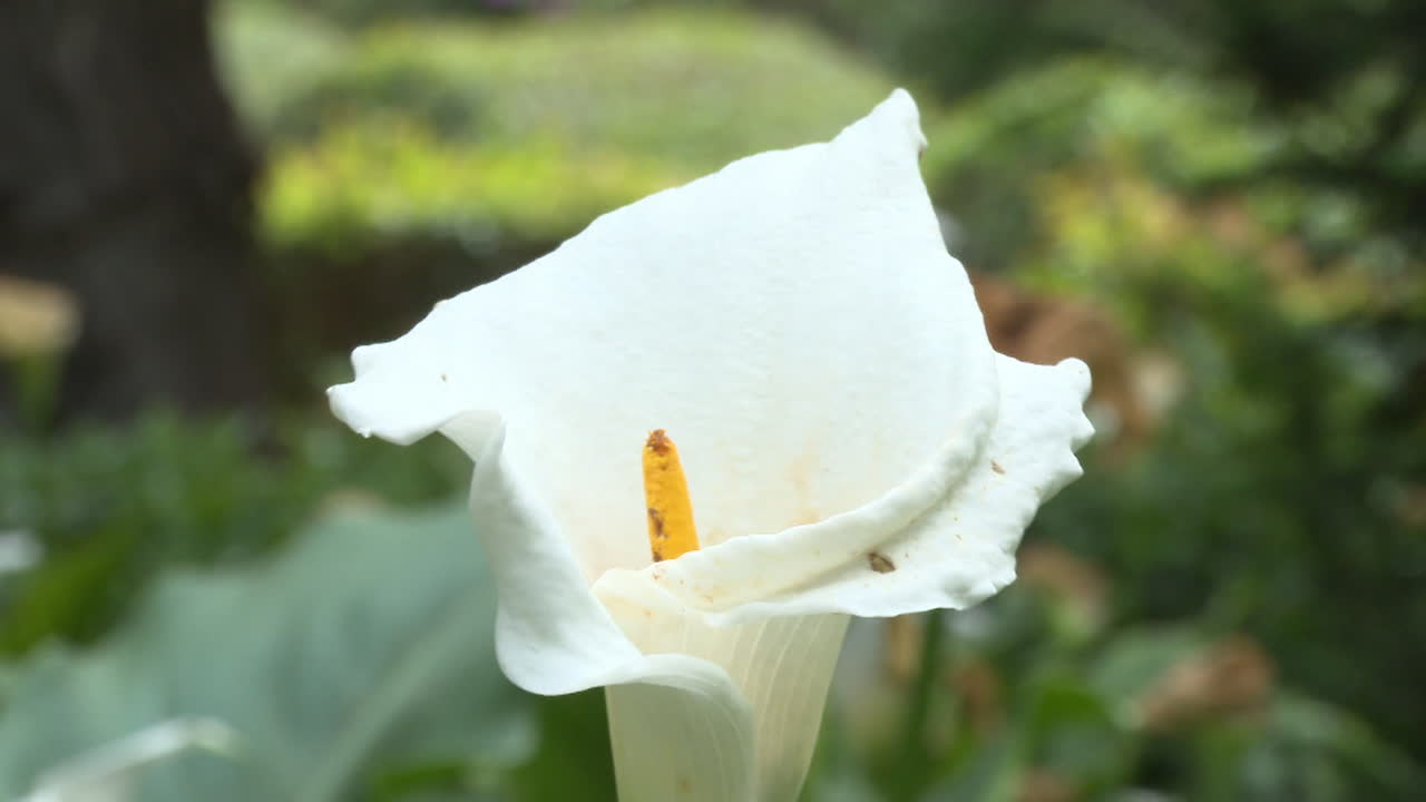White Calla Lily in Garden
