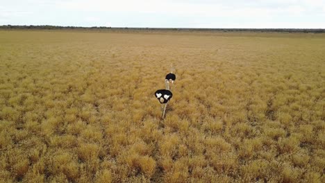 Wild-ostriches-walking-through-golden-African-grasslands,-AERIAL-TRACKING-SHOT