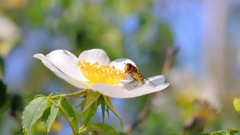 moscas hoverflies, moscas de flores o moscas syrphid, insectos de la familia syrphidae. se disfrazan de insectos peligrosos avispas y abejas. los adultos de muchas especies se alimentan principalmente de néctar y polen de flores.