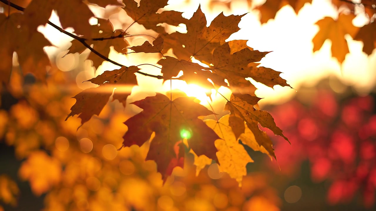 Golden Maple Leaves Glowing in Warm Autumn Sunset Light