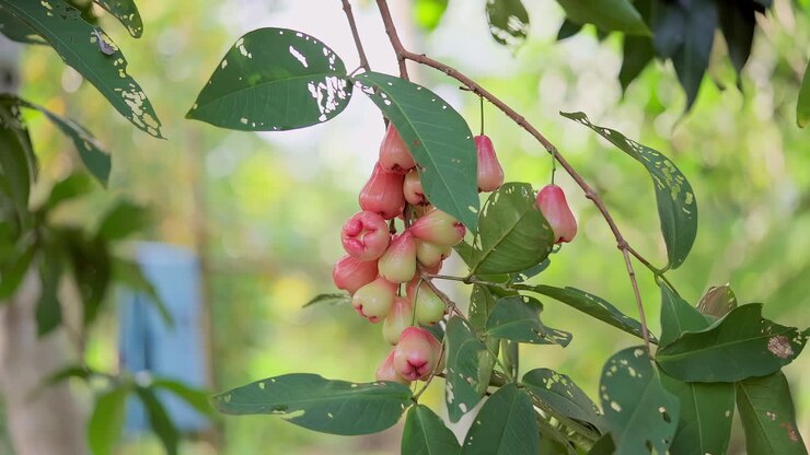 Frutti di Syzygium aqueum sull'albero