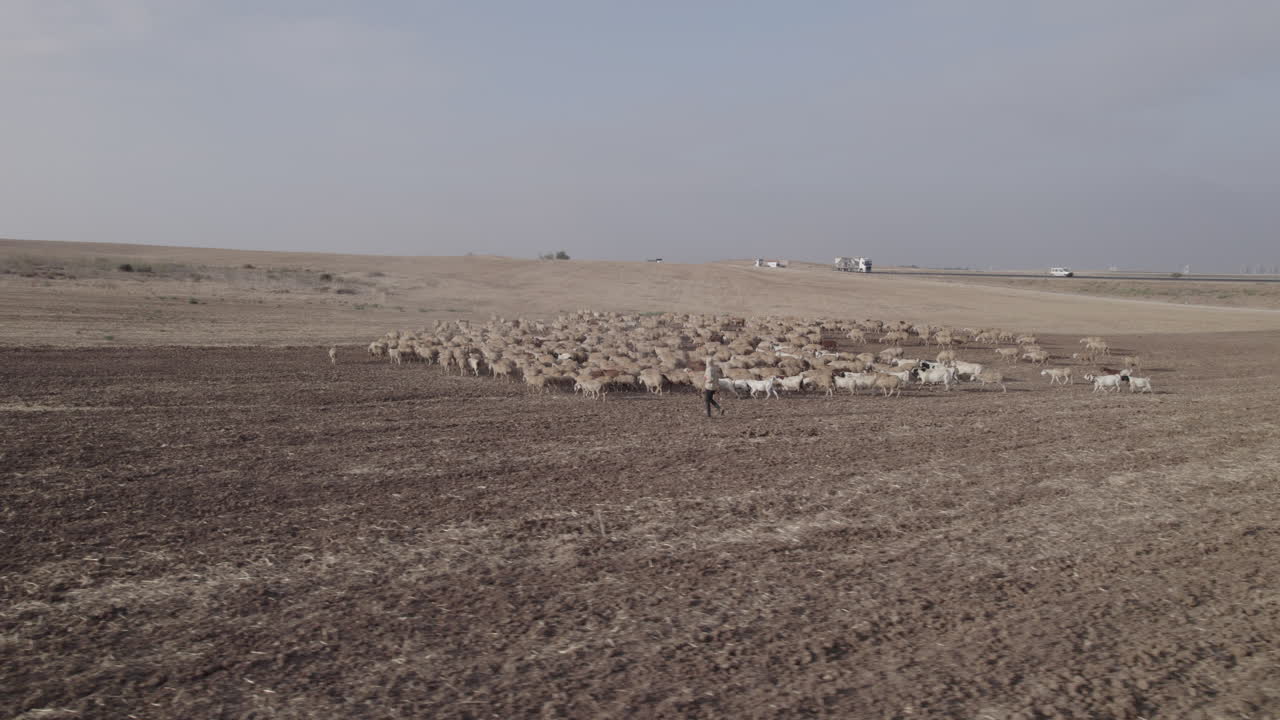 Shepherd in an orange sunrise with his sheep, in a dry desert area without grass #2 Aerial parallax to the left-1