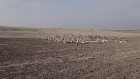 shepherd in an orange sunrise with his sheep, in a dry desert area without grass #2 aerial parallax to the left-1