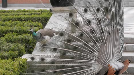 pavo real con cola abierta mostrando a peahen