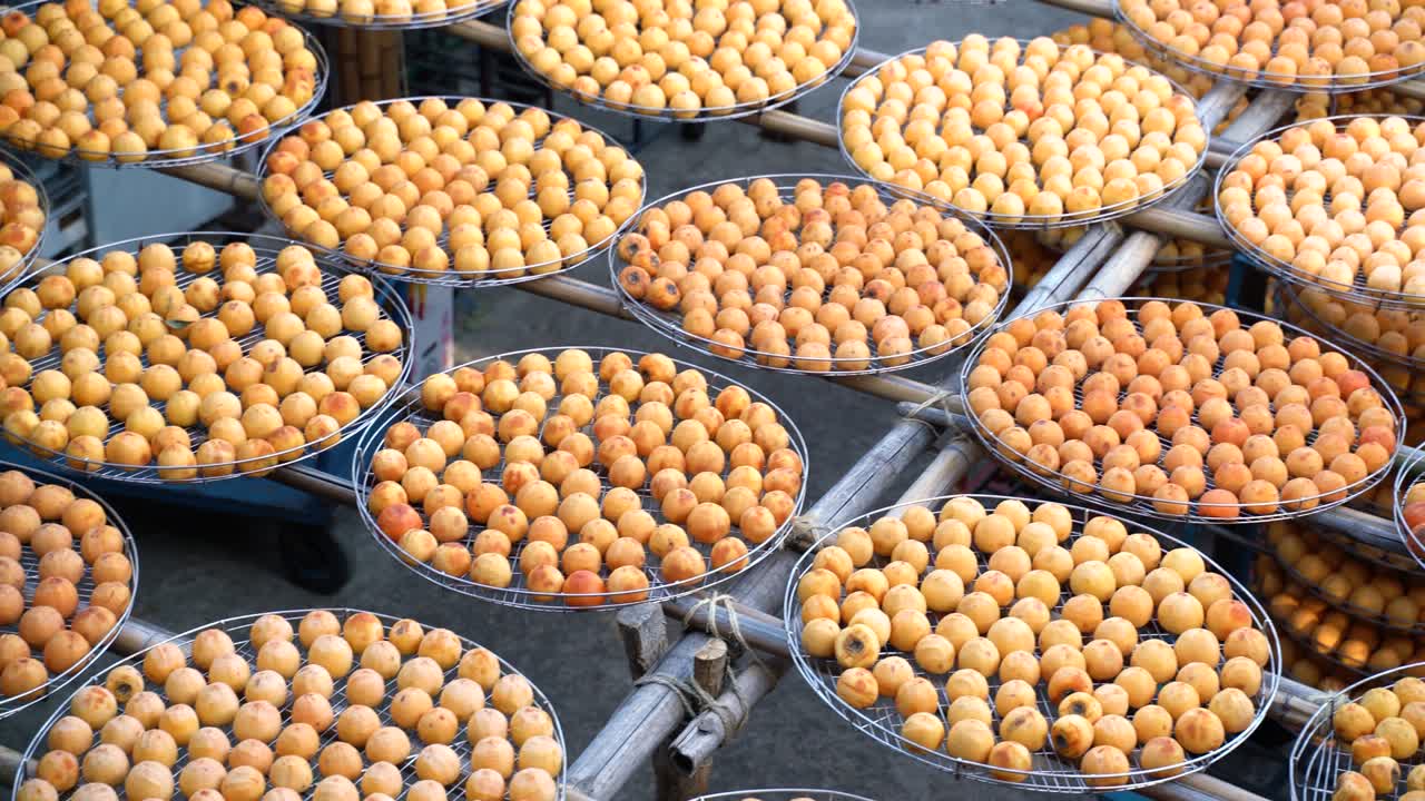Panning view of sun exposuring dried persimmon making process in sieves in autumn.