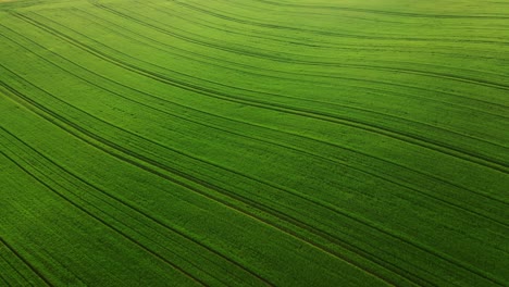 Vista-Aérea-Del-Amplio-Campo-De-Plantación-Verde-Durante-Un-Día-Soleado.