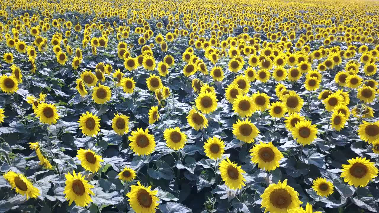 背景の夕日に咲くヒマワリのフィールド