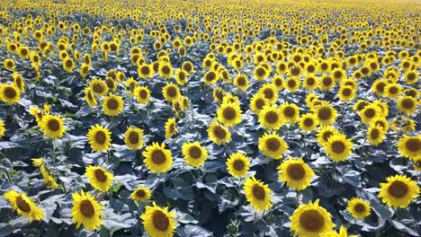 field of blooming sunflowers on a background sunset