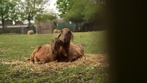 Slow-motion-revealing-shot-of-2-goats-sitting-together-on-a-field