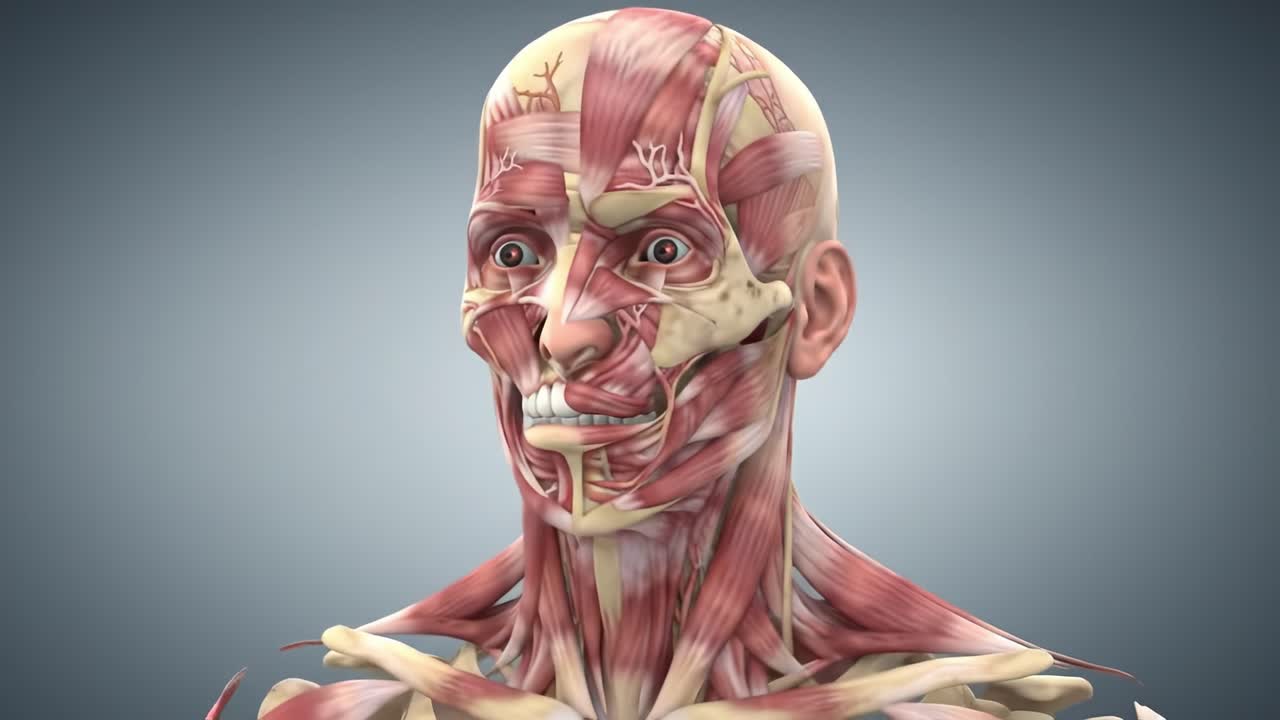 Detailed Anatomical Representation of Facial Muscles and Structures in 3D Visualization Highlighting Human Anatomy from Profile to Full Face Perspective